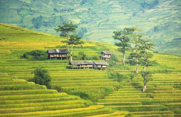 Rice terraced fields in Sapa